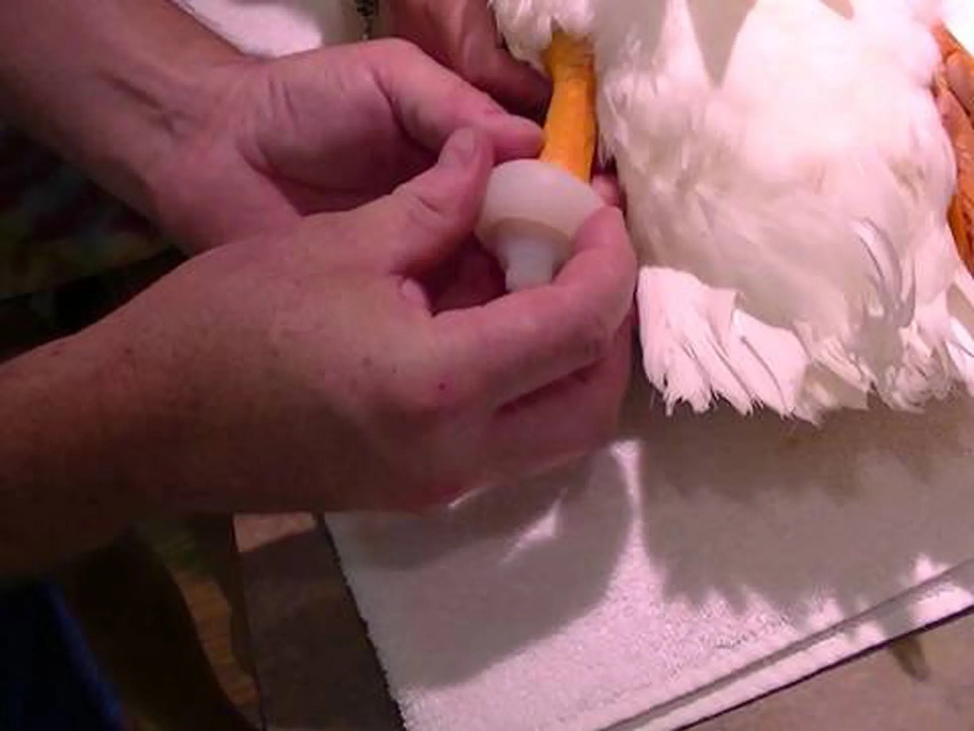 El pato Buttercup vuelve a andar con un pie 3D | Tecnología | EL PAÍS El pato Buttercup vuelve a andar con un pie 3D | Tecnología | EL PAÍS