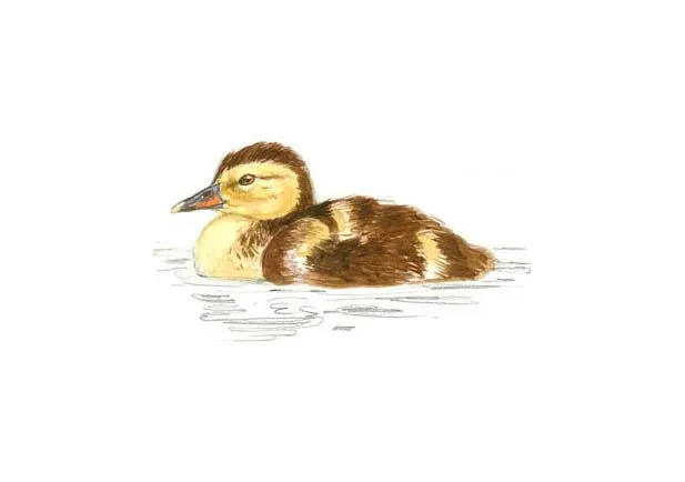 Pato colorado | SEO/BirdLife