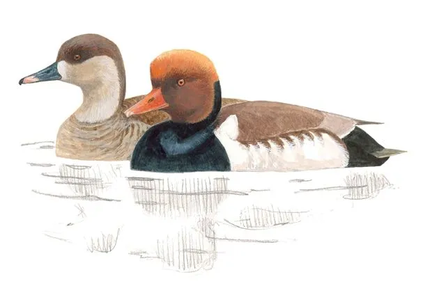 Pato colorado | SEO/BirdLife
