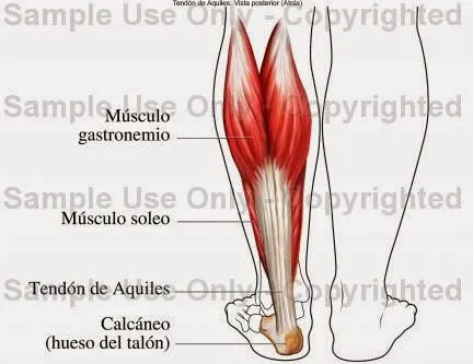 pato: PRINCIPALES MUSCULOS DEL CUERPO