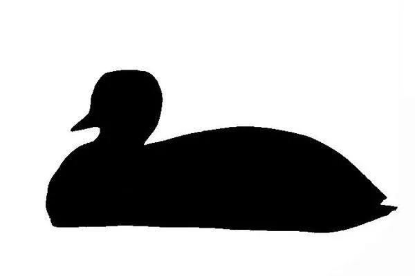 Bufflehead Facts - NatureMapping