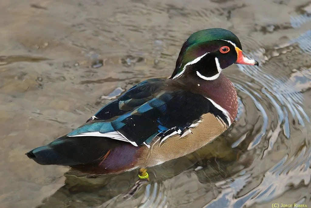 Patos