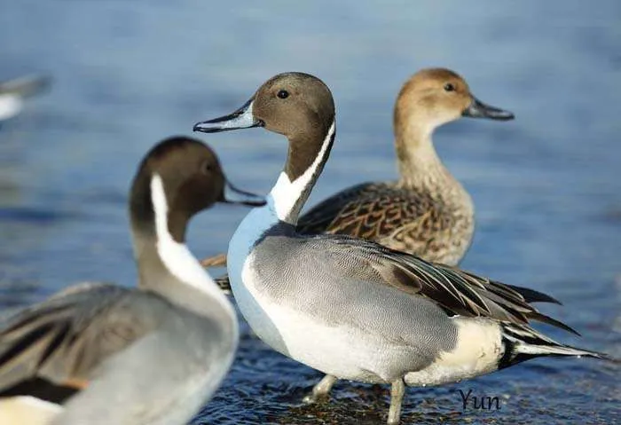Los patos y el foie gras (parte 2ª): su historia, apuntes ... Los patos y el foie gras (parte 2ª): su historia, apuntes ...