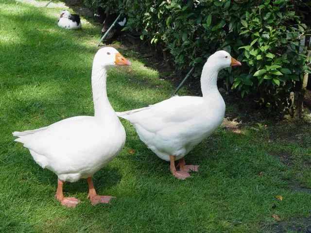 Una de patos | fotos de Otras mascotas
