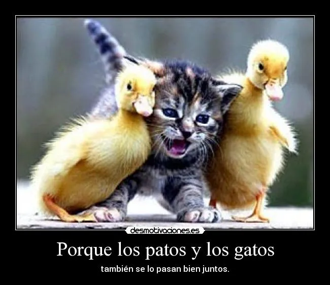 Porque los patos y los gatos | Desmotivaciones