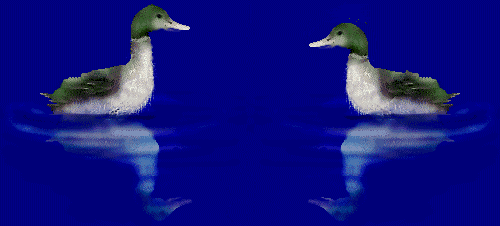 Patos: Imágenes Animadas, Gifs y Animaciones ¡100% GRATIS! Patos: Imágenes Animadas, Gifs y Animaciones ¡100% GRATIS!