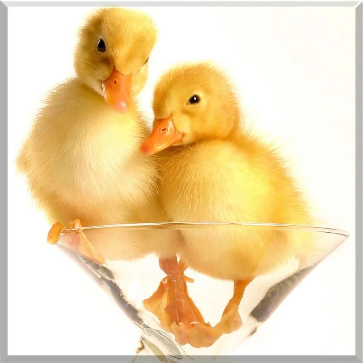 Patos, Vino y Rosas Patos, Vino y Rosas