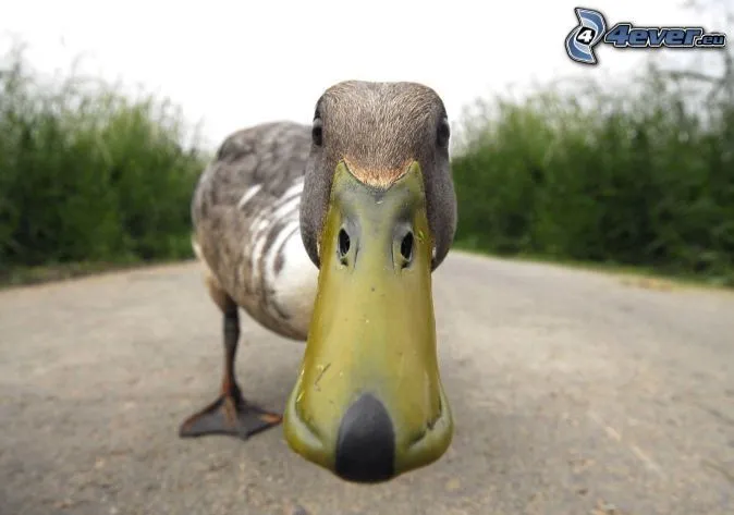 Los patos en realidad... - Off Topic - Foro Meristation