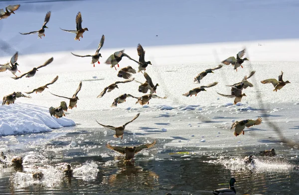 patos salvajes volando en el invierno — Foto stock © Mishella ... patos salvajes volando en el invierno — Foto stock © Mishella ...