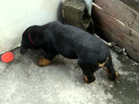 Patrik com 2 meses Rottweiler da pamela.. - YouTube Patrik com 2 meses Rottweiler da pamela.. - YouTube