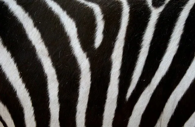Patrón cebra | Flickr - Photo Sharing!