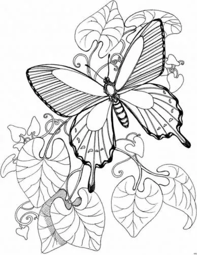 Imagen Patron de Mariposa - grupos.