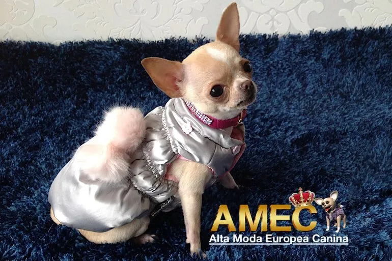 patrones ropa perros | Alta Moda Europea Canina patrones ropa perros | Alta Moda Europea Canina