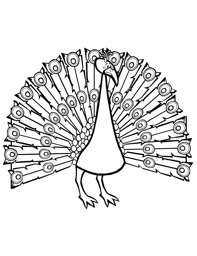 Pavo para colorear