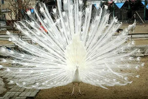 pavo-real-albino.jpg