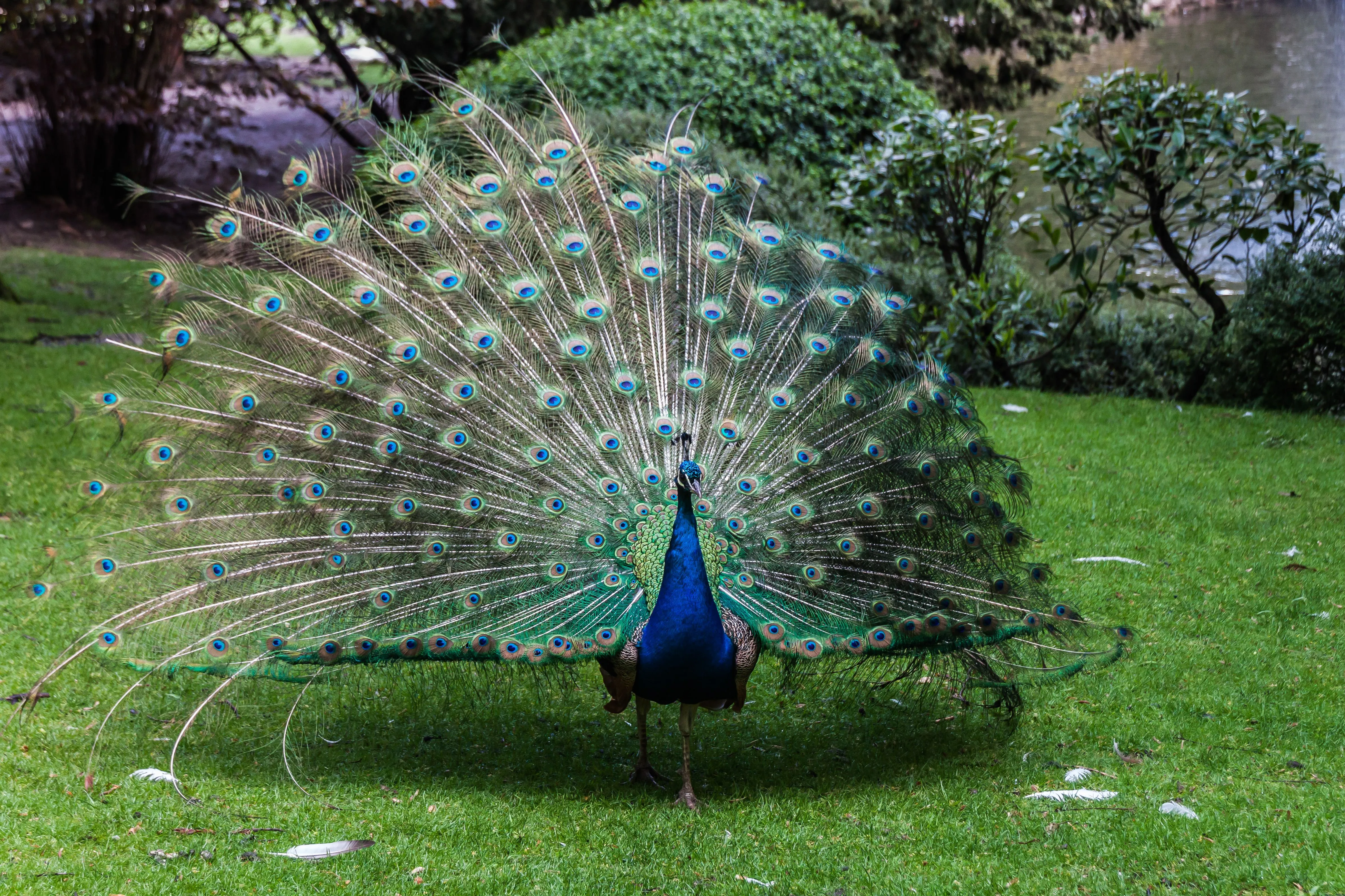 Pavo Real Campo de San Francisco. Llego la Primavera. | fotos de ... Pavo Real Campo de San Francisco. Llego la Primavera. | fotos de ...