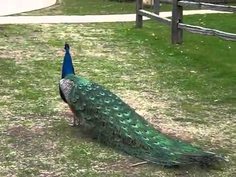 Pavo real cantando. - YouTube