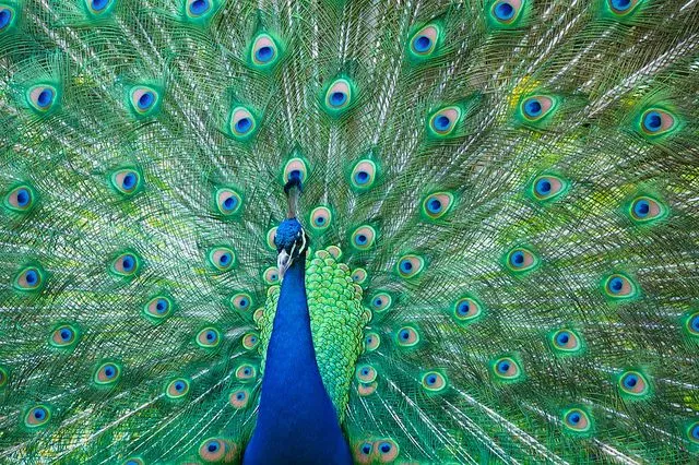 pavo real | Compartimos un brunch?