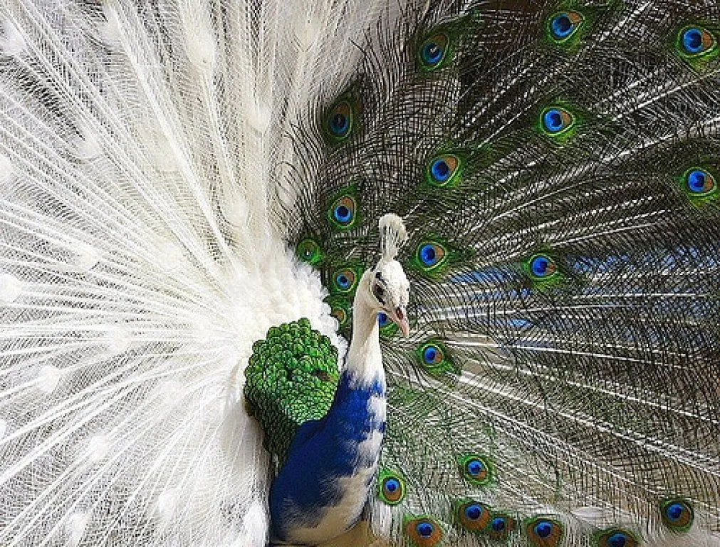 pavo real | Cuidar de tu mascota es facilisimo. pavo real | Cuidar de tu mascota es facilisimo.