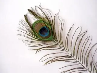 Pavo Real | Fotos y Vectores gratis