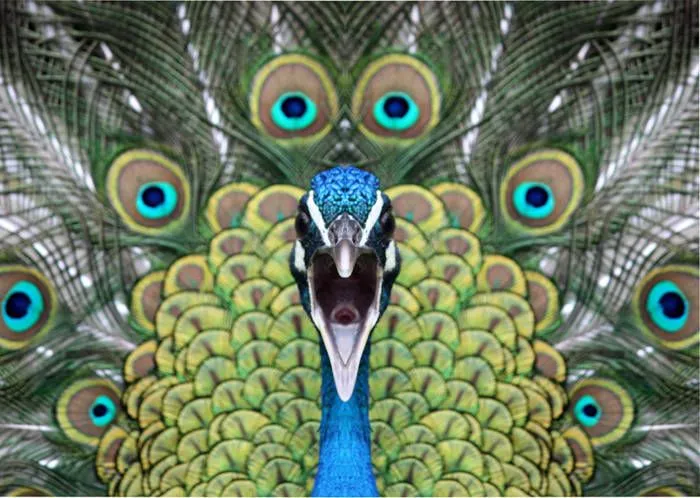 Pavo Real - Taringa!