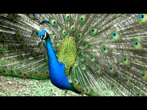 Pavorreal conquistando a su pareja. - YouTube Pavorreal conquistando a su pareja. - YouTube