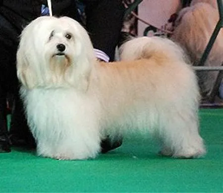 Payasos Alegres Amazing Amy - Havanese Gallery Payasos Alegres Amazing Amy - Havanese Gallery