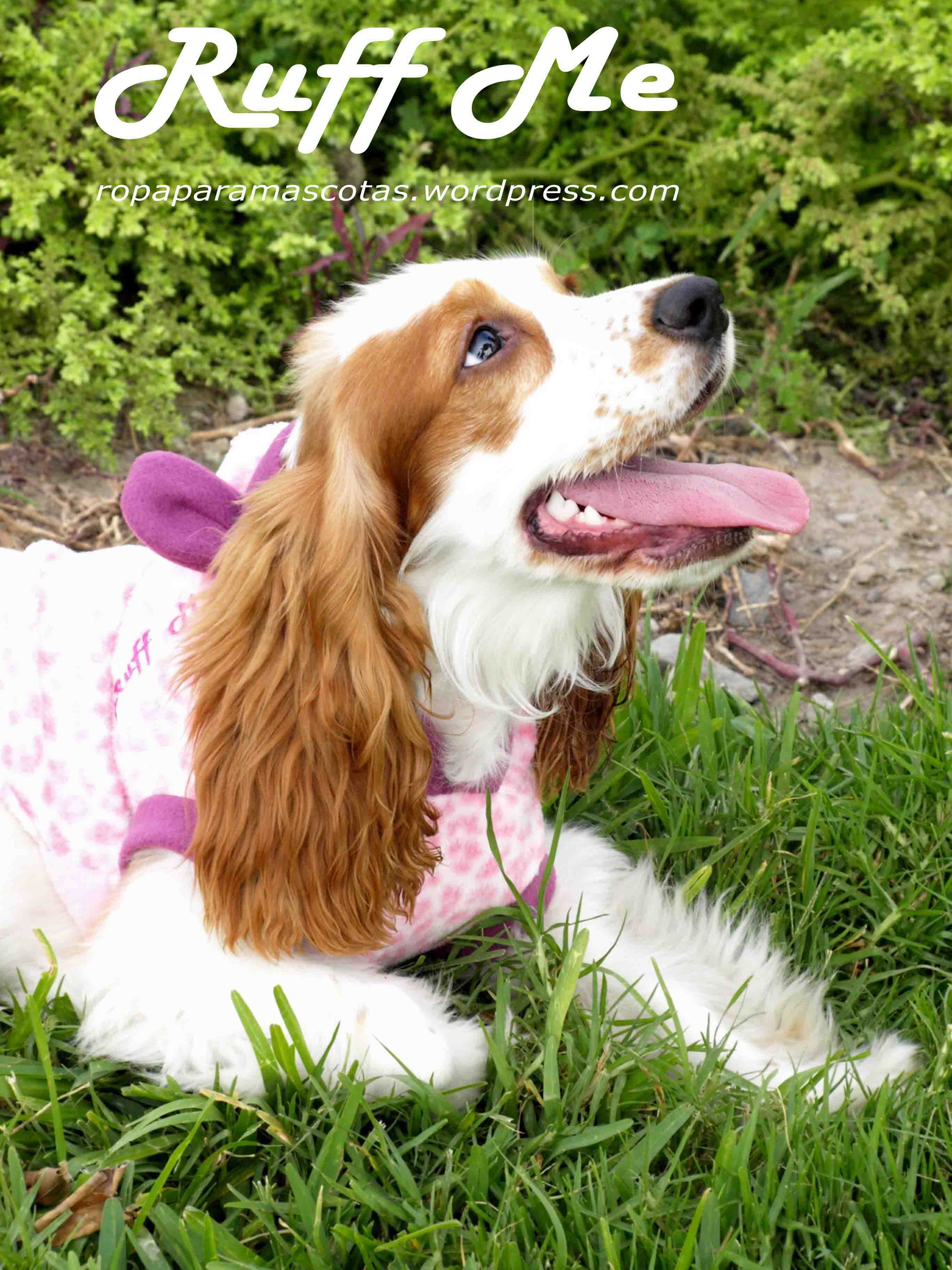 paypal | Fotografía profesional para mascotas - Moda y accesorios ...