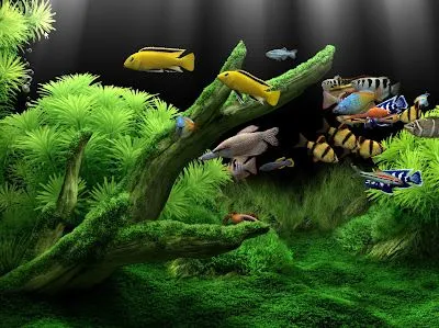 pcfull2008: DREAM ACUARIUM,DE LO MEJOR EN PROTECTORES DE PANTALLA pcfull2008: DREAM ACUARIUM,DE LO MEJOR EN PROTECTORES DE PANTALLA