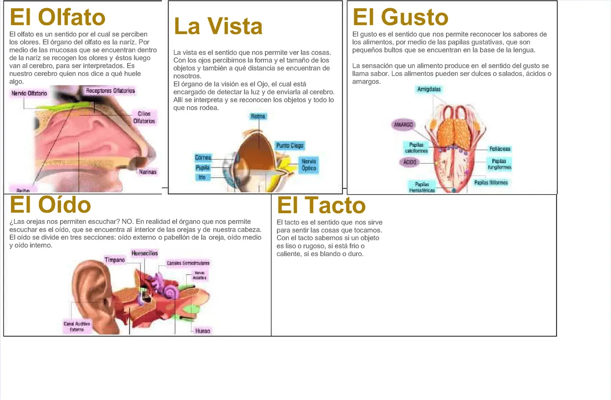 Pdf-lamina-de-los-5-sentidos compress - El TactoEl Tacto El tacto es el sentido que El tacto es el - Studocu Pdf-lamina-de-los-5-sentidos compress - El TactoEl Tacto El tacto es el sentido que El tacto es el - Studocu