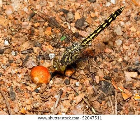 Macro Of Yellow And Black Dragonfly Sitting On Pebles, Looking At ... Macro Of Yellow And Black Dragonfly Sitting On Pebles, Looking At ...