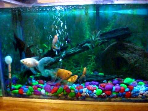 PECERA DE 40 L. - YouTube