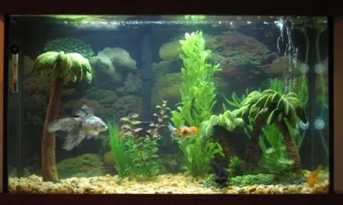 peceras decoradas con peces - Buscar con Google | Majo | Pinterest ... peceras decoradas con peces - Buscar con Google | Majo | Pinterest ...