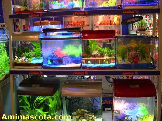 PECERAS | TODO PARA FACEBOOK IMAGENES PARA FACEBOOK,COMENTARIOS ...