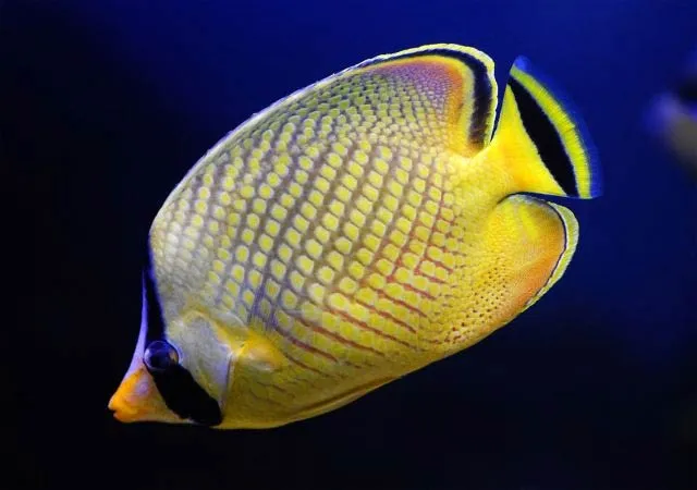 peces