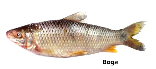 peces