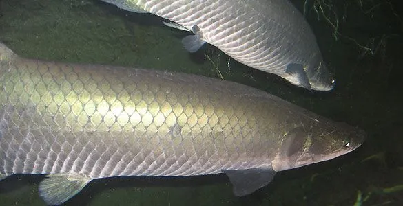 Peces con 'armaduras' a prueba de pirañas inspiran materiales para ...