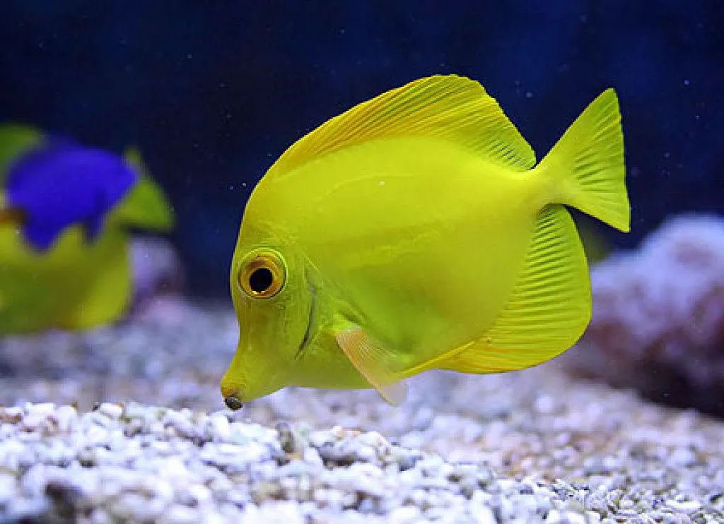 peces de acuario | Cuidar de tu mascota es facilisimo. peces de acuario | Cuidar de tu mascota es facilisimo.