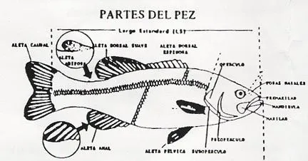 Peces agua dulce-
