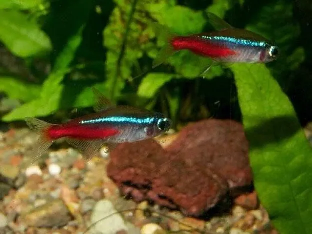 Peces de agua fría - Animalear.com