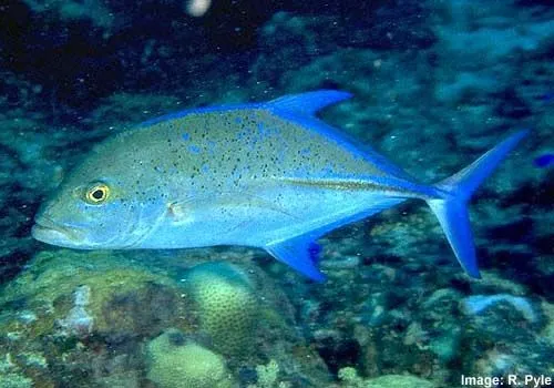 Peces de Australia