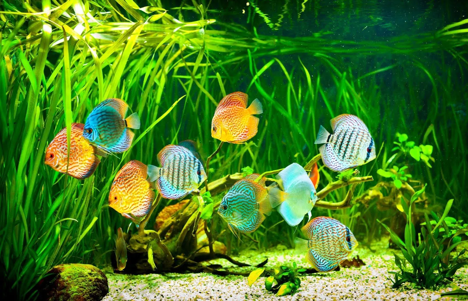 Peces de colores | Cosetes de Diana i Gabriela