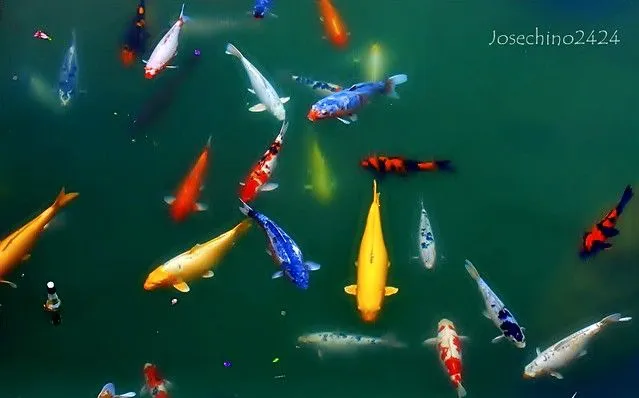 Peces de colores. | Flickr - Photo Sharing! Peces de colores. | Flickr - Photo Sharing!
