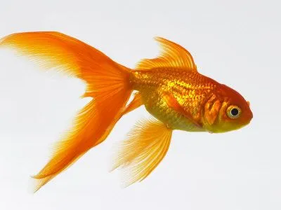 Peces de colores Lámina fotográfica por Mark Mawson en AllPosters. Peces de colores Lámina fotográfica por Mark Mawson en AllPosters.