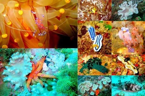 Peces, corales y arrecifes en el fondo del mar VI | Banco de Imágenes