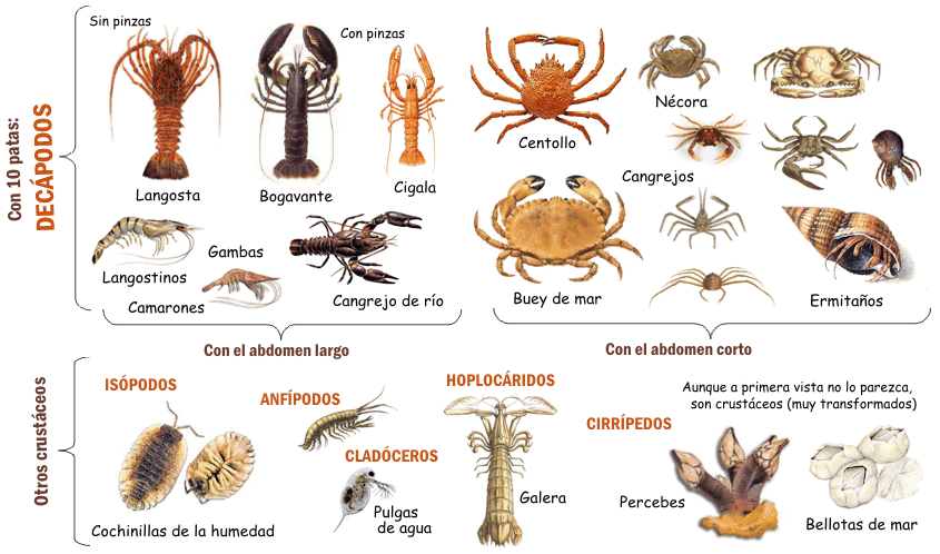 los_crustaceos_tipos1.gif