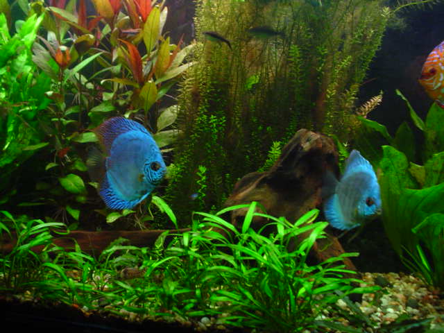 Imagen de peces con movimiento - Imagui