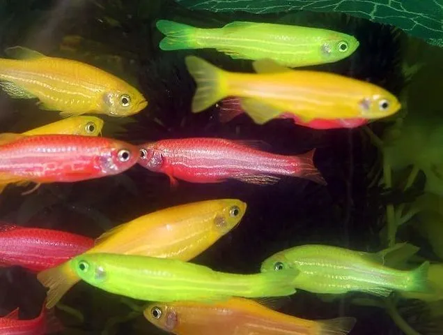 Los peces se disfrazan para pasar desapercibidos -- Ciencia y ... Los peces se disfrazan para pasar desapercibidos -- Ciencia y ...