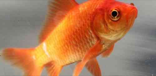 Peces dorados para acuario - Mascotalia