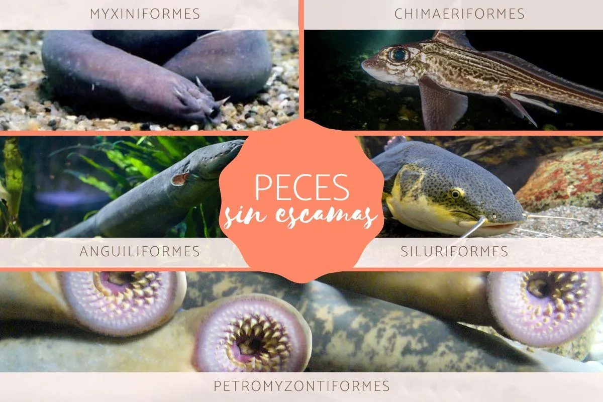 Peces sin escamas - Tipos, nombres y ejemplos (con fotos) Peces sin escamas - Tipos, nombres y ejemplos (con fotos)